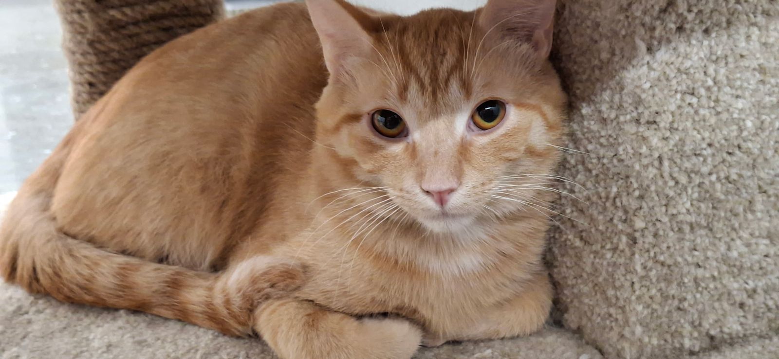 Domestic Shorthair