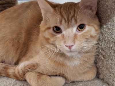 Domestic Shorthair