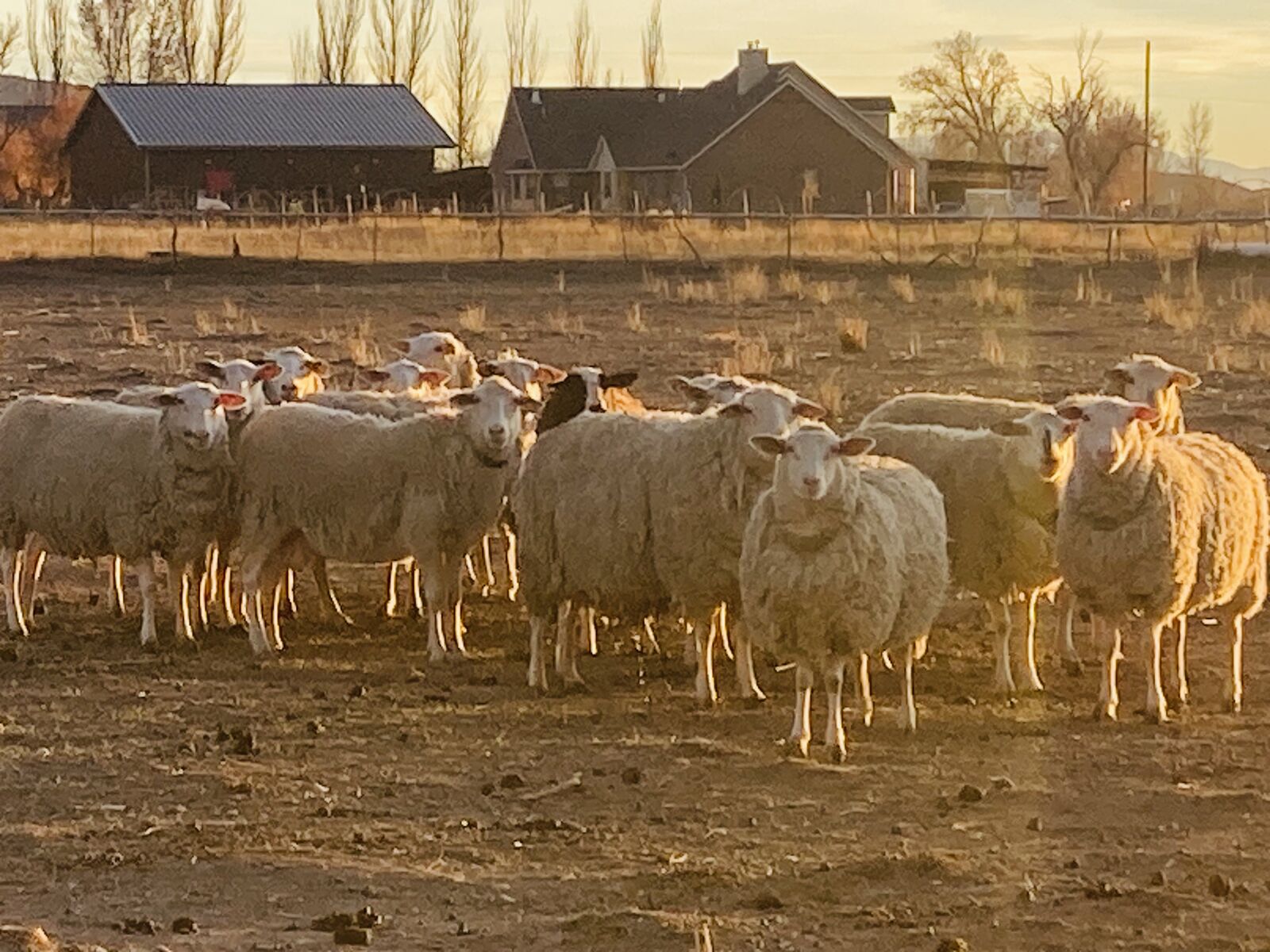 Sheep East Friesian milk ewes
