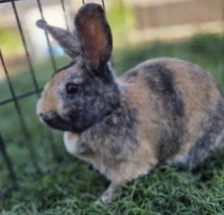 Show Japanese Harlequin Bunny Rabbit