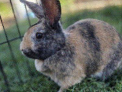 Show Japanese Harlequin Bunny Rabbit