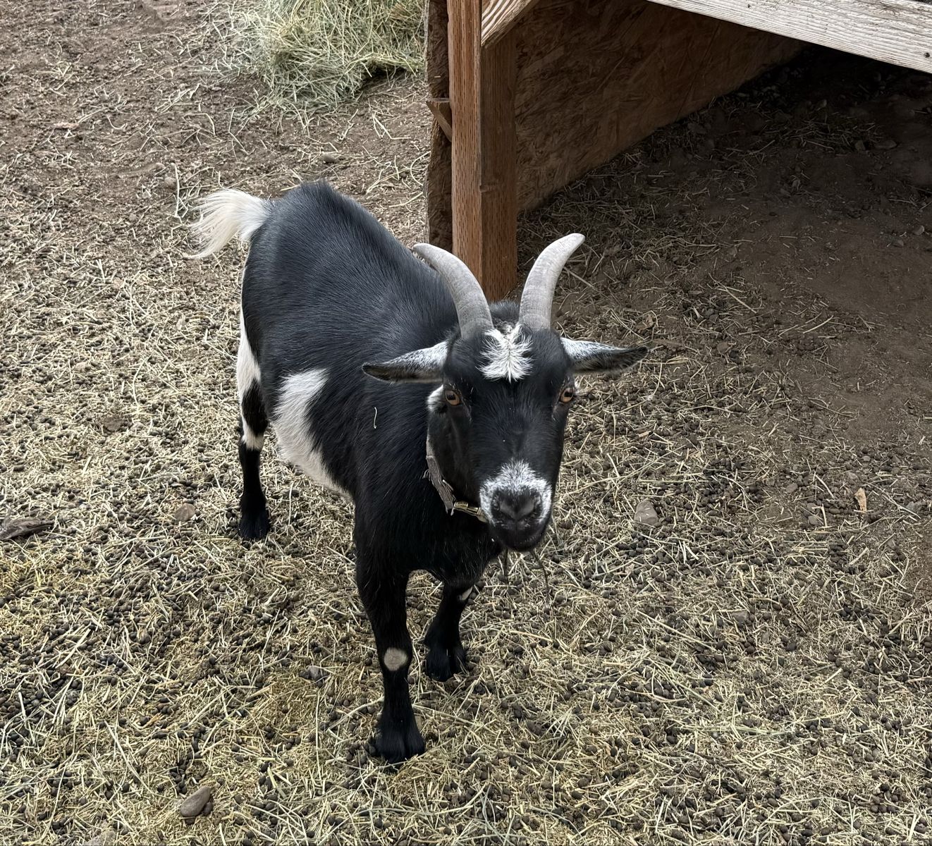 Friendly Pygmy Goats For Sale: 2 Wethers, 1 Doe - Includes House, Hay & Heated Bucket