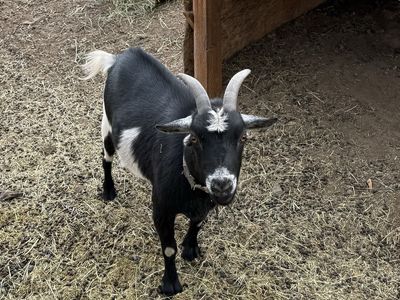 Friendly Pygmy Goats For Sale: 2 Wethers, 1 Doe - Includes House, Hay & Heated Bucket