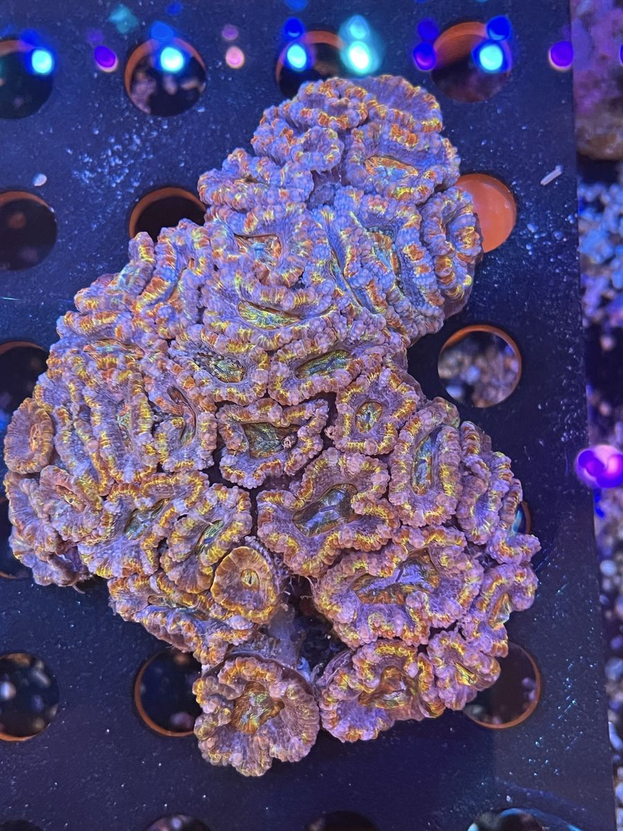 Rainbow Acan