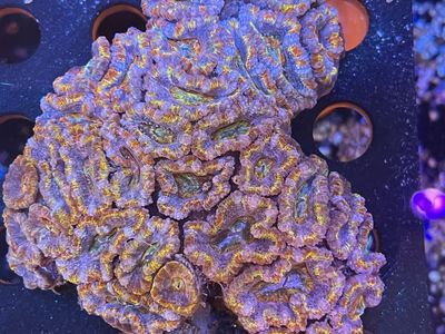 Rainbow Acan