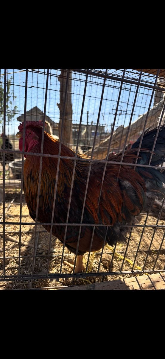 Rooster