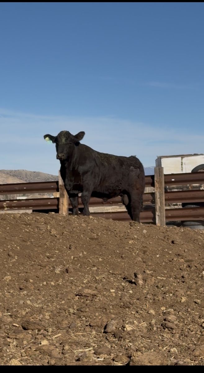 Yearling Sim/Angus Bull