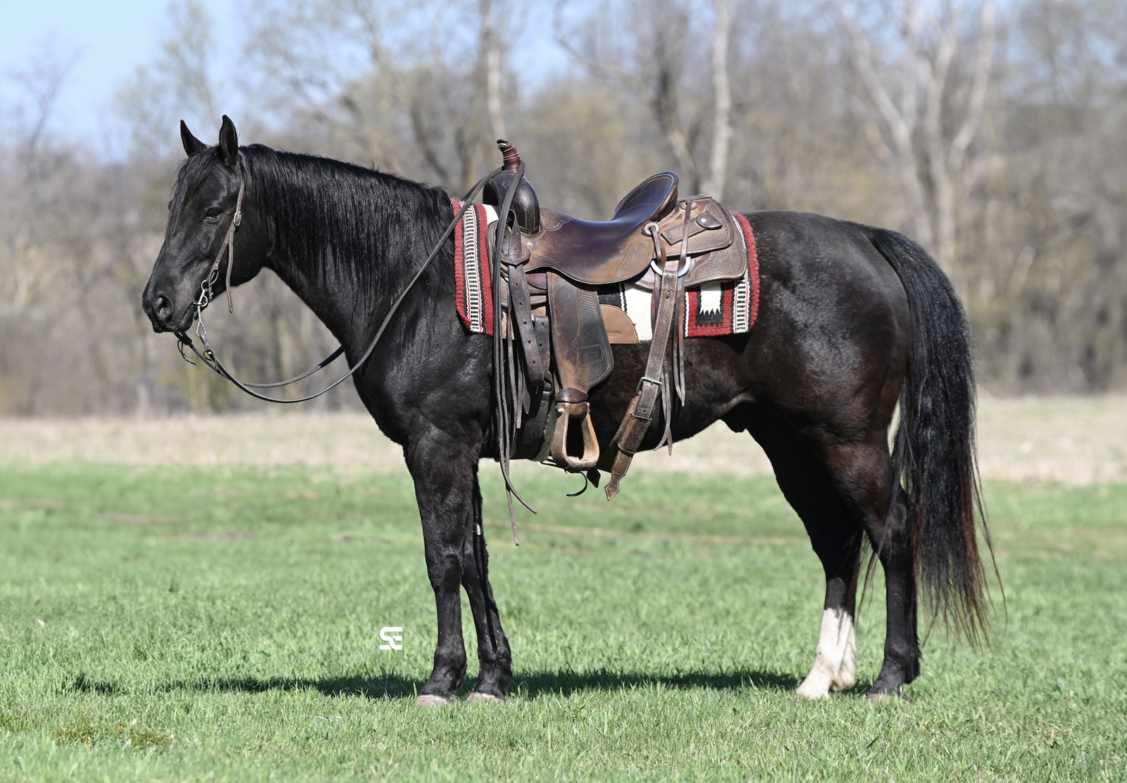 AVAILABLE PRIVATELY - TRUE Black Gelding suitable for ANYONE!