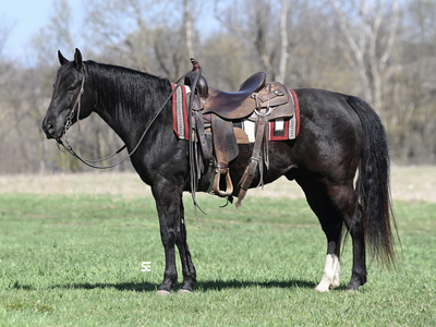 AVAILABLE PRIVATELY - TRUE Black Gelding suitable for ANYONE!
