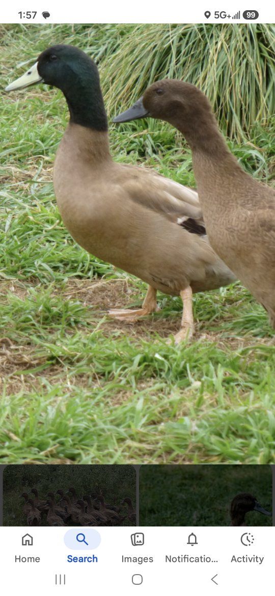 Pet Ducks for Sale - Healthy, Farm-Raised, Great for Eggs or Pest Control