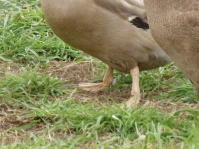 Pet Ducks for Sale - Healthy, Farm-Raised, Great for Eggs or Pest Control