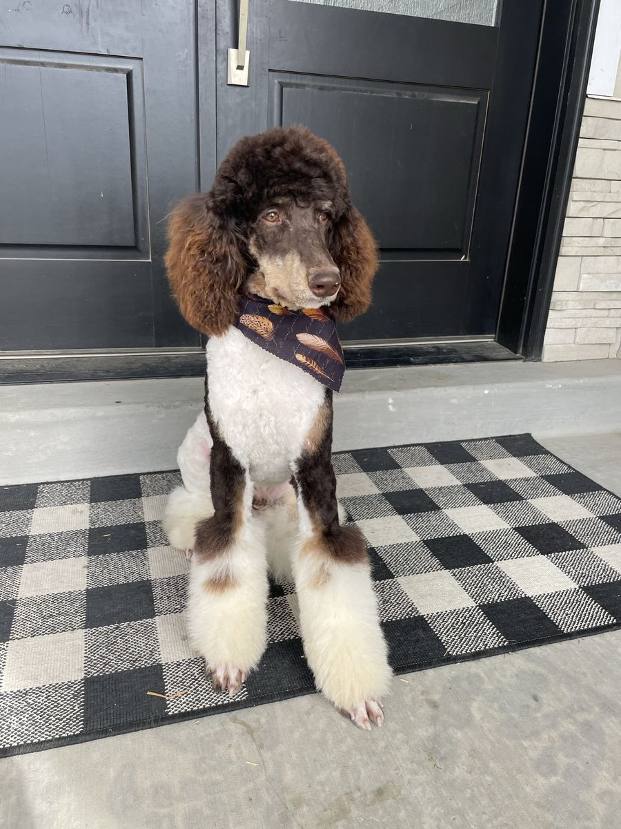 AKC Purebred Chocolate Phantom Parti Poodle