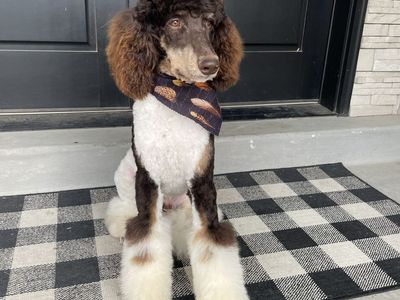 AKC Purebred Chocolate Phantom Parti Poodle