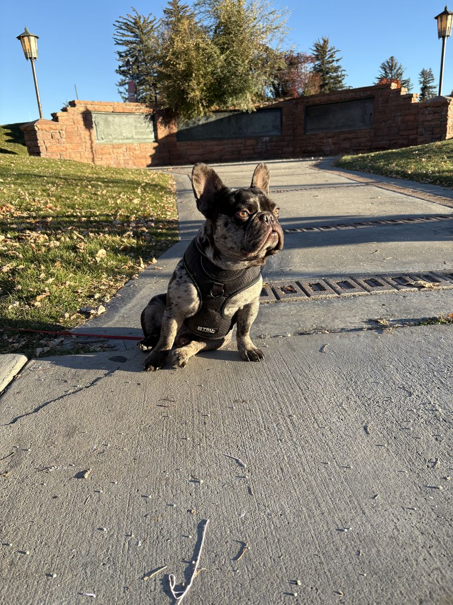 Akc Frenchbuldogs stud only