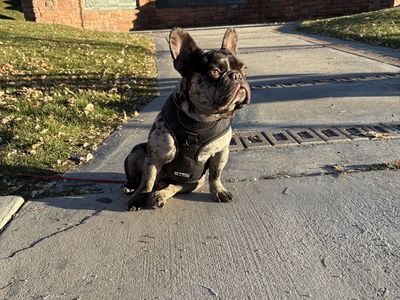 Akc Frenchbuldogs stud only