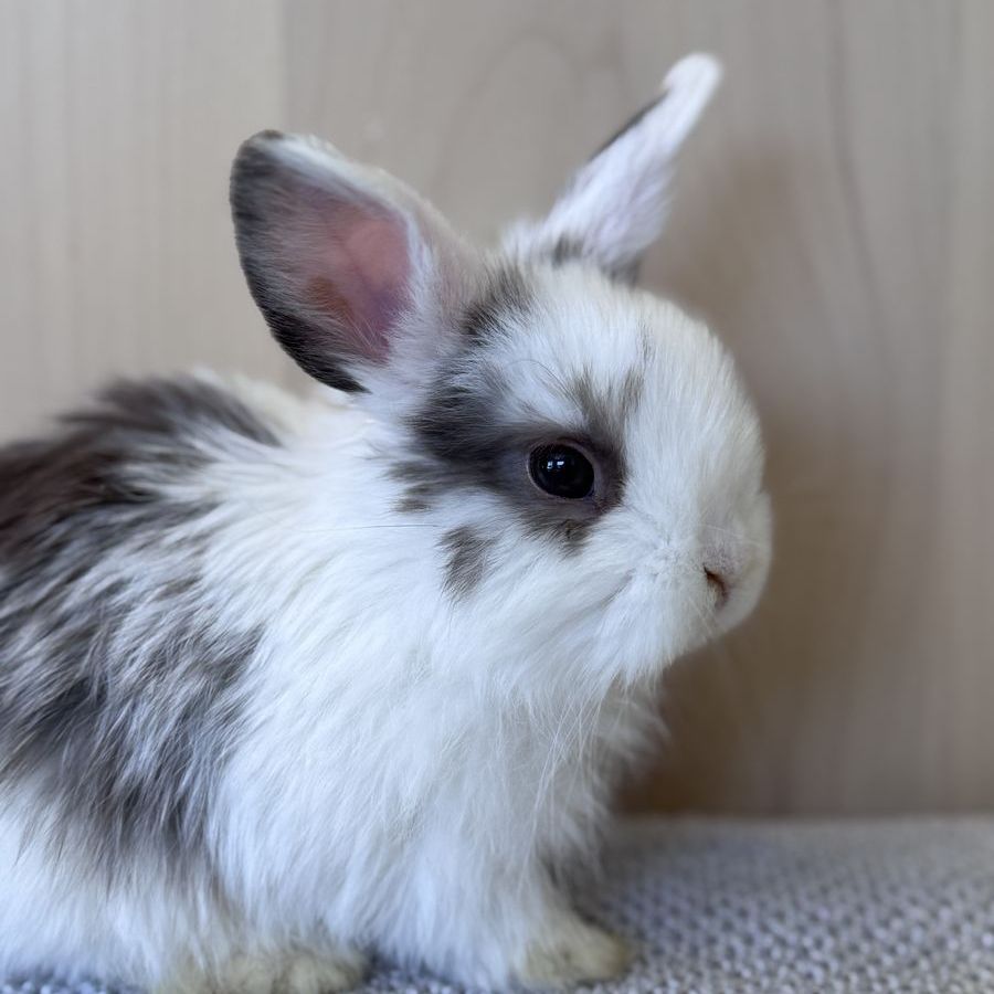 Pedigreed Holland Lop Buck