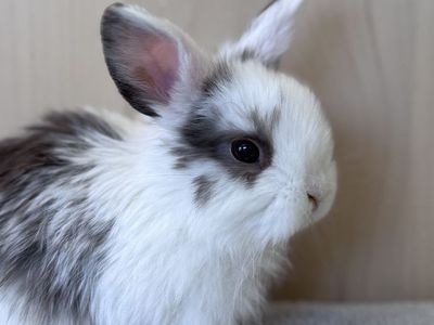 Pedigreed Holland Lop Buck