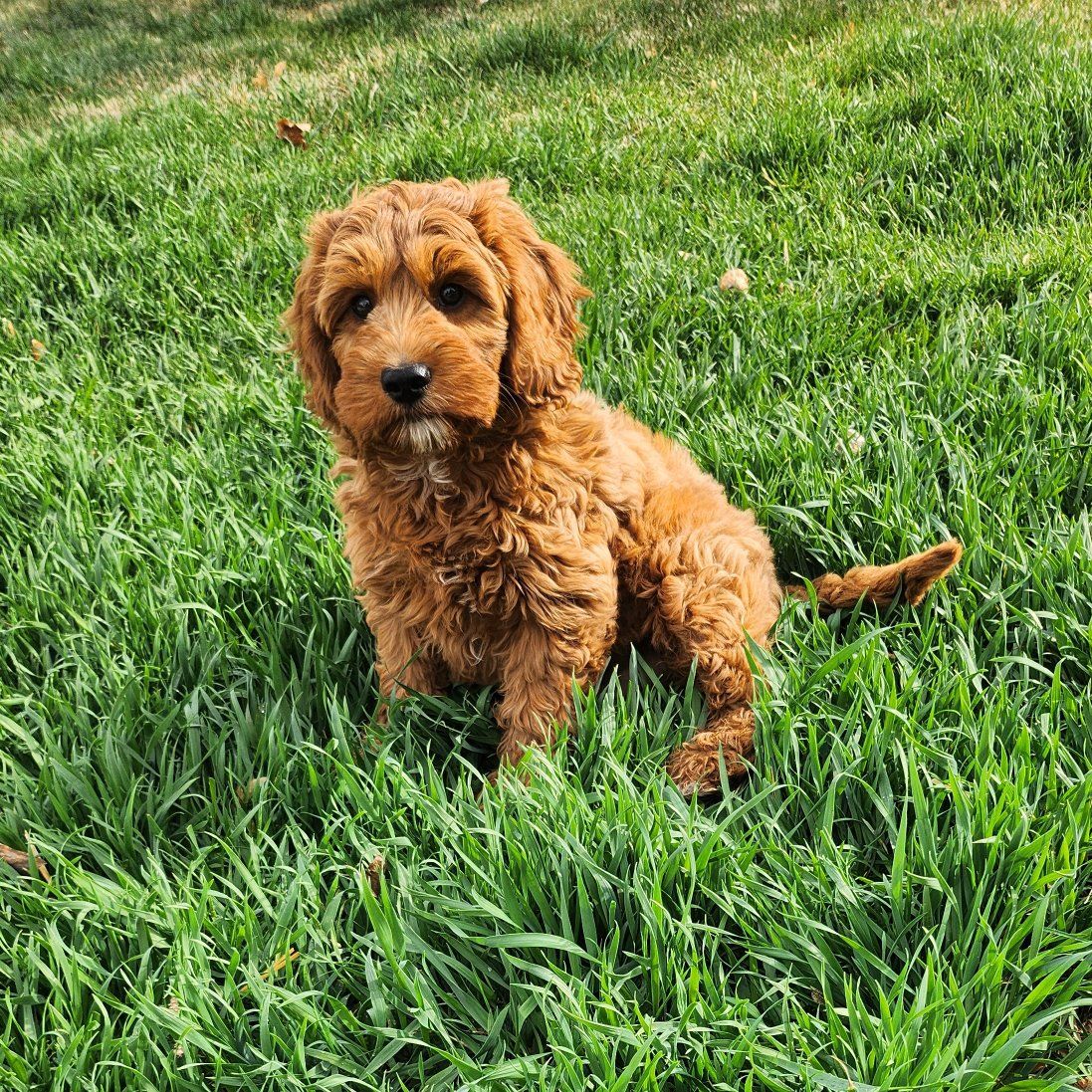 Adorable Micro Mini Goldendoodle