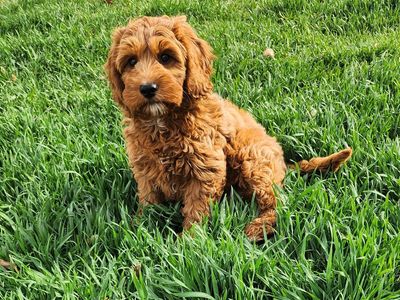 Adorable Micro Mini Goldendoodle