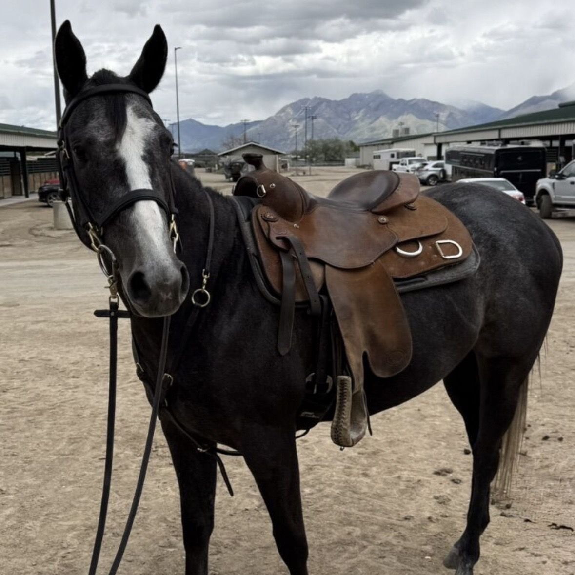 AQHA 4yr old Mare