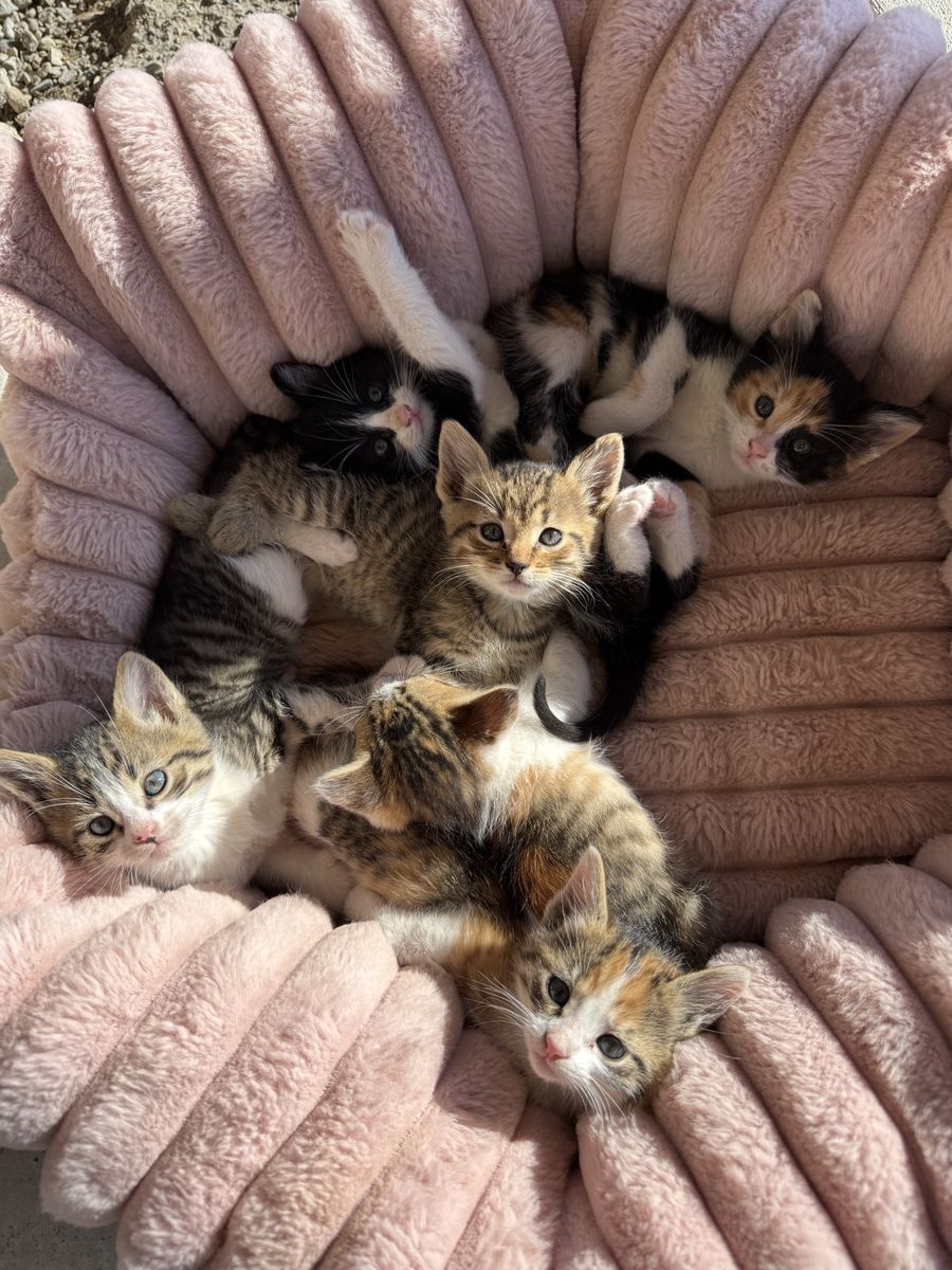 Kittens