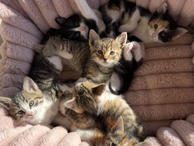 Kittens