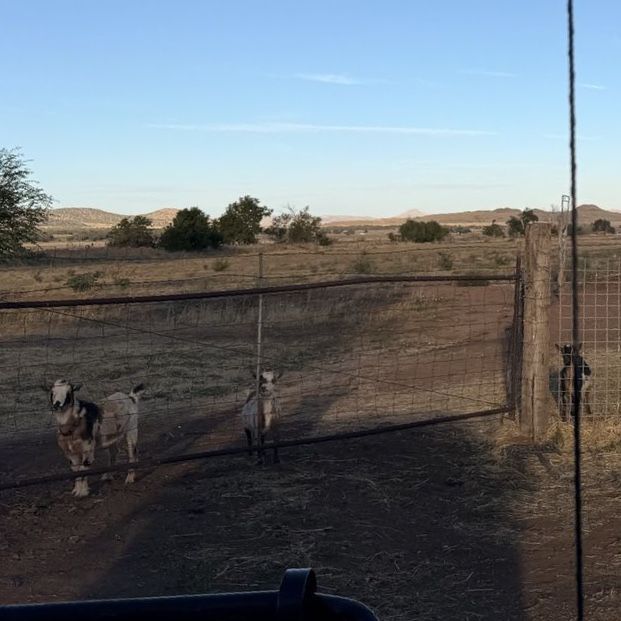 Goats for Sale - Healthy Farm Livestock