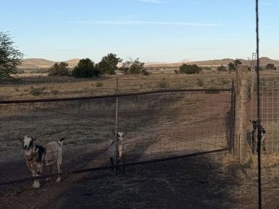 Goats for Sale - Healthy Farm Livestock