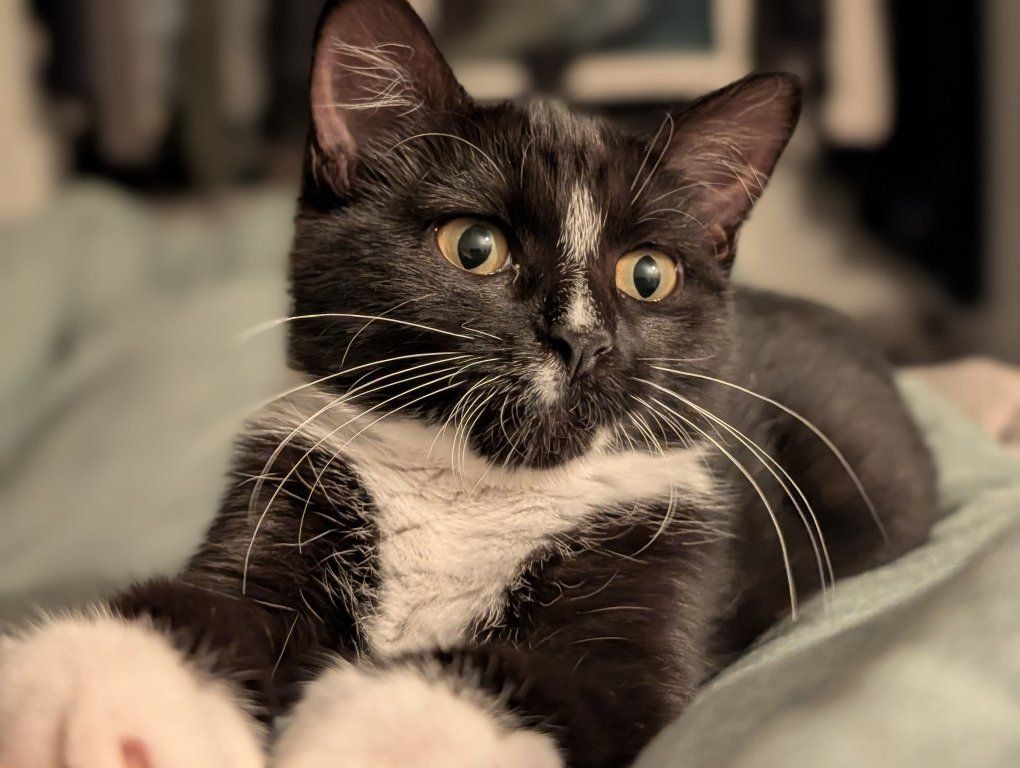 Tuxedo kitten in need of home