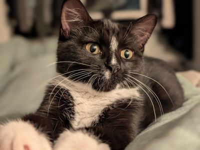 Tuxedo kitten in need of home