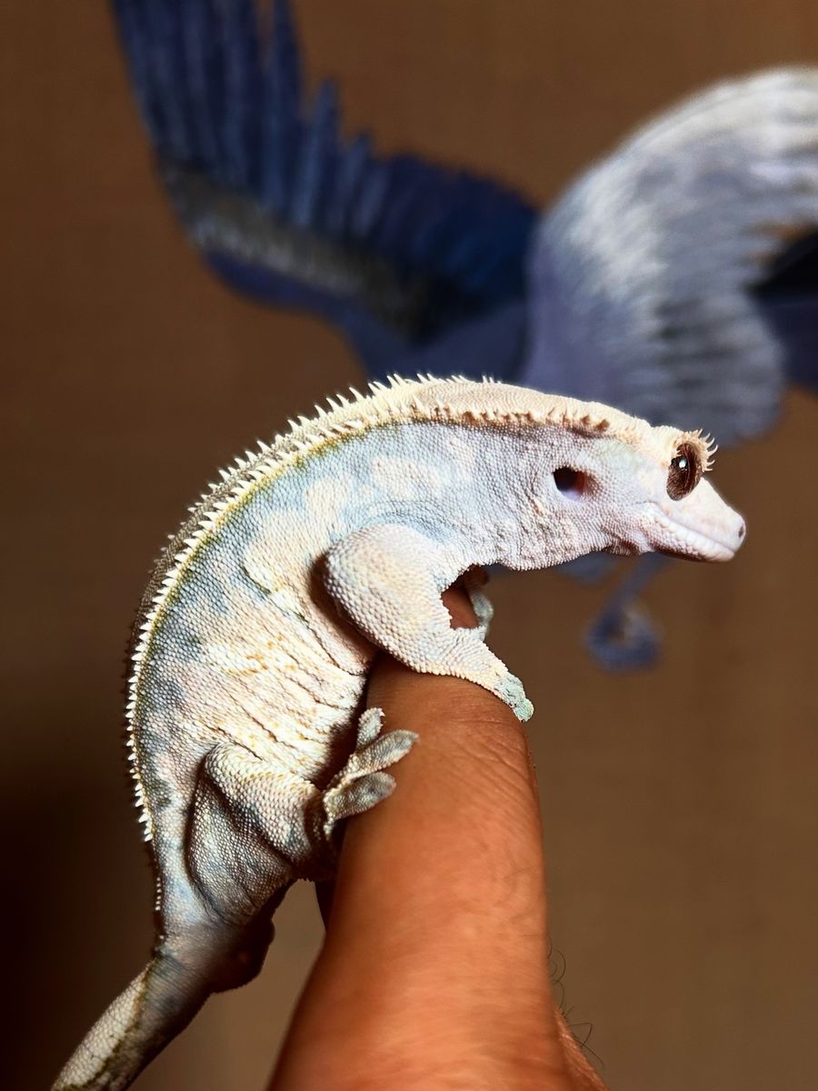 Last chance, high-end crested gecko hatchlings, subadults, rtb adults