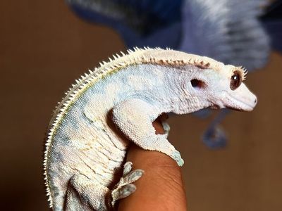 Last chance, high-end crested gecko hatchlings, subadults, rtb adults