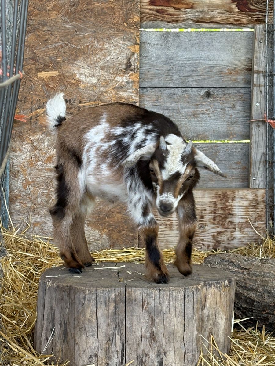 Friendly Nigerian Dwarf Buckling