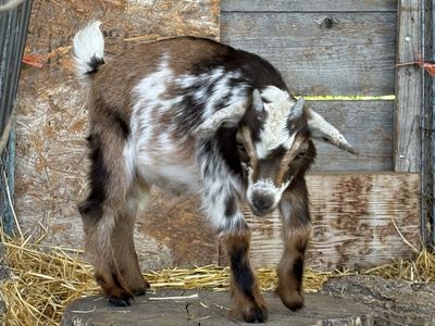 Friendly Nigerian Dwarf Buckling