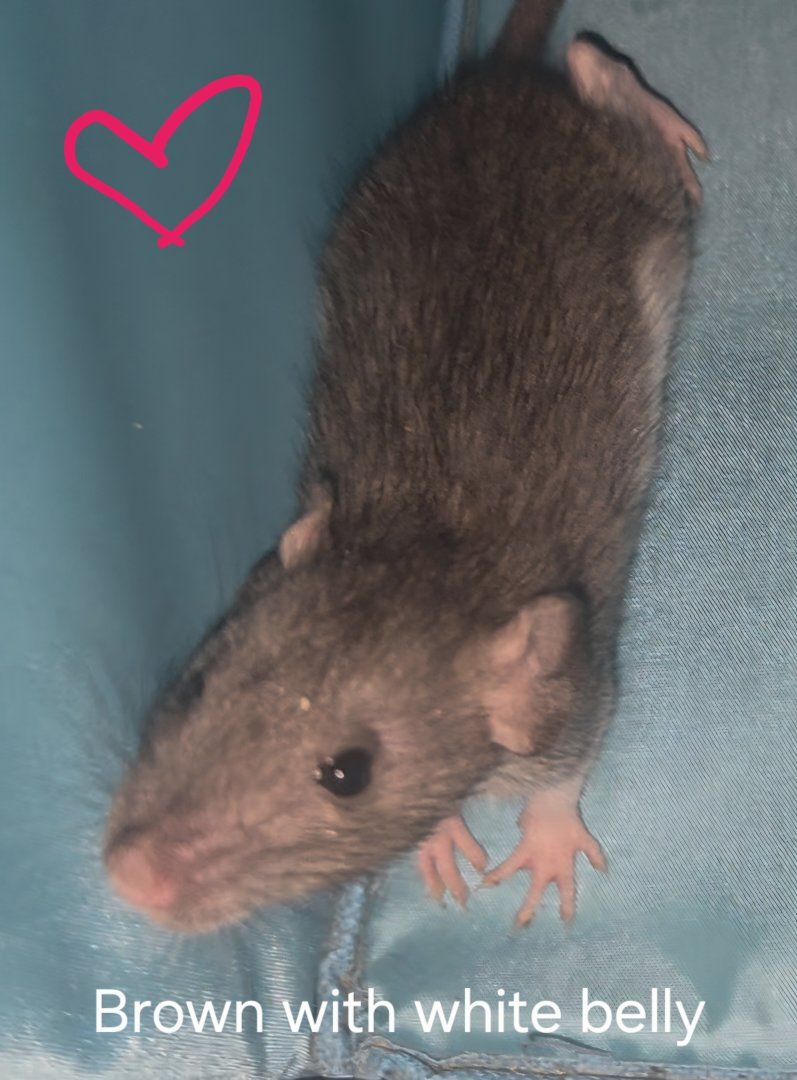 Fancy Dumbo Pet Rats