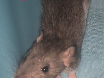 Fancy Dumbo Pet Rats