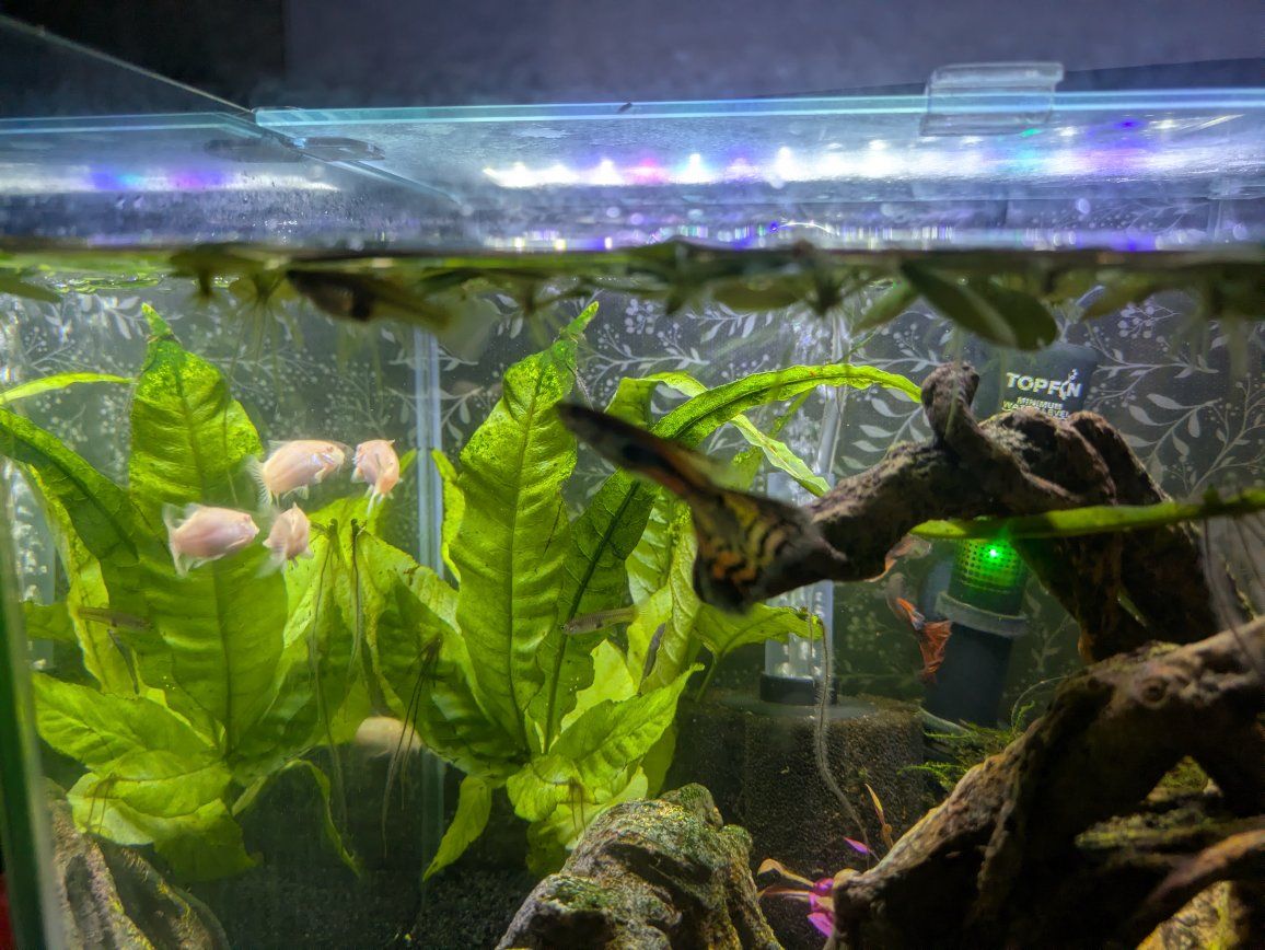 Tiger Endler, Cobra/Tuxedo Fancy Hybrid Guppies.