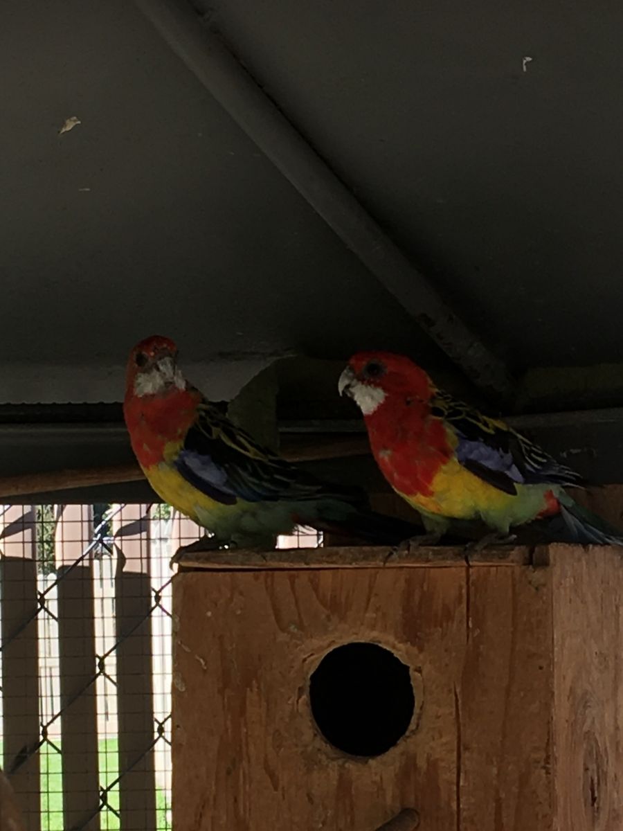 Golden Mantel Rosella Pair