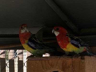 Golden Mantel Rosella Pair