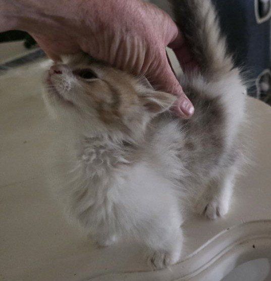 Tica Minuet/ munchkin male kitten.