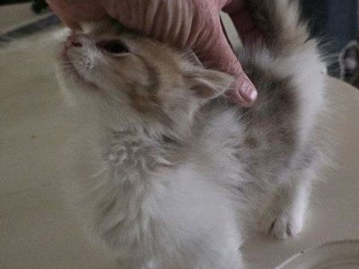 Tica Minuet/ munchkin male kitten.
