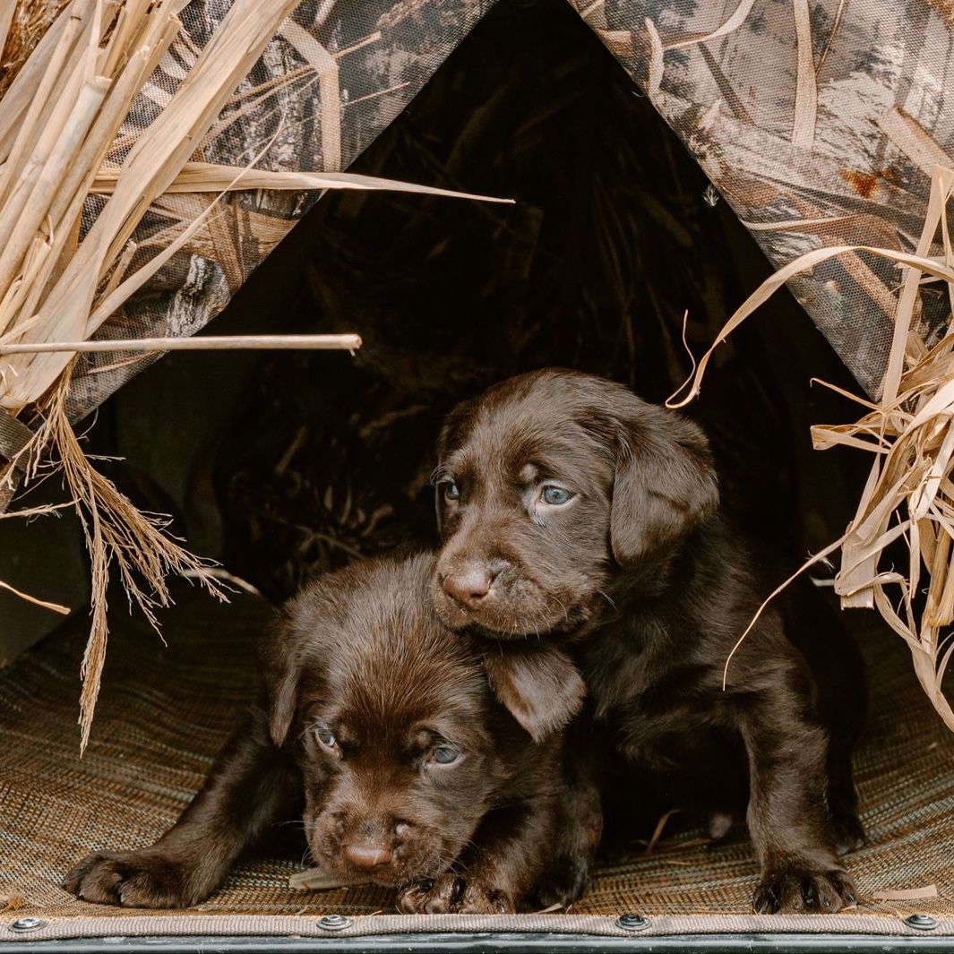 AKC Lab Puppies - Proven Hunting & Family Lines