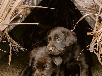AKC Lab Puppies - Proven Hunting & Family Lines