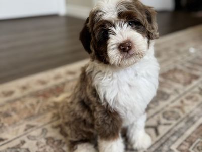 Chocolate Tri Merle Mini Bernedoodle