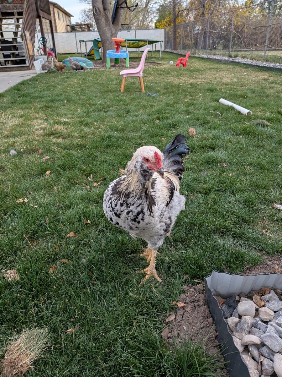 2 roosters - 5 months old