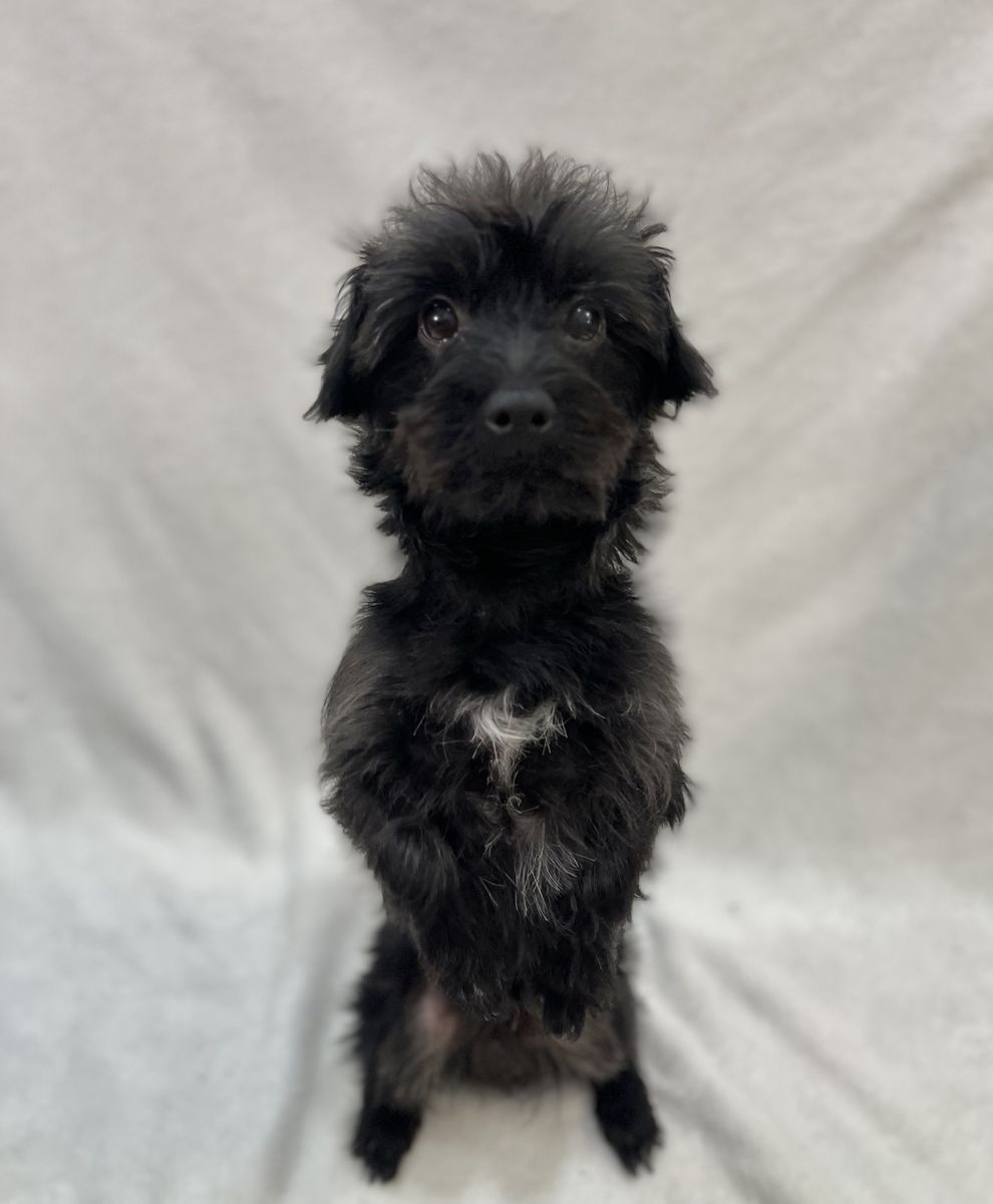 Male Yorkie-Poodle Stud Service