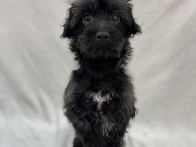 Male Yorkie-Poodle Stud Service