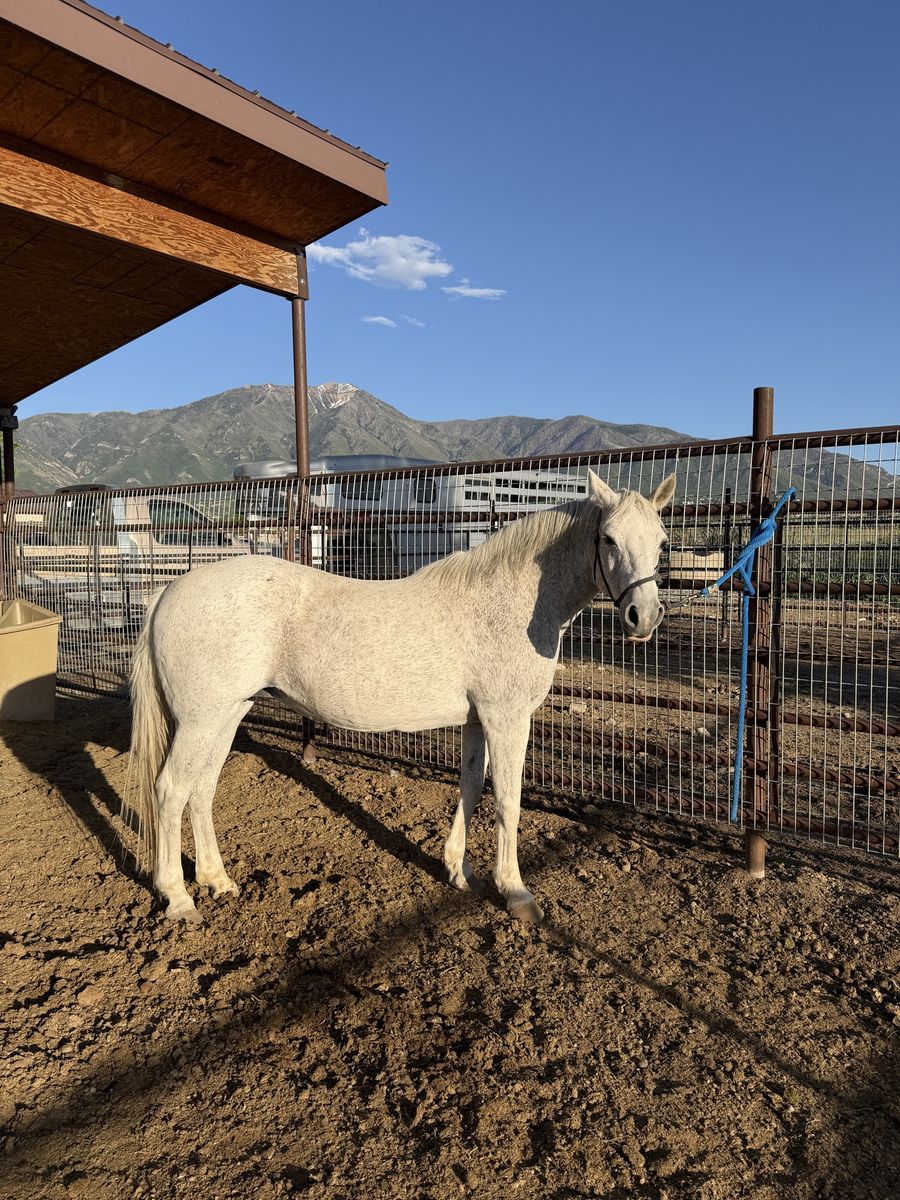 Grey Pony