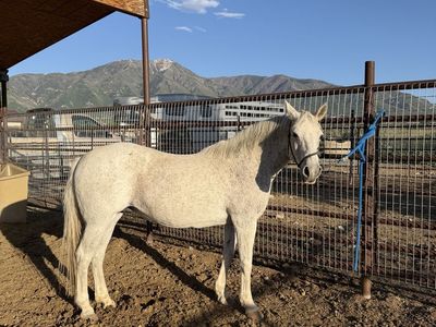 Grey Pony