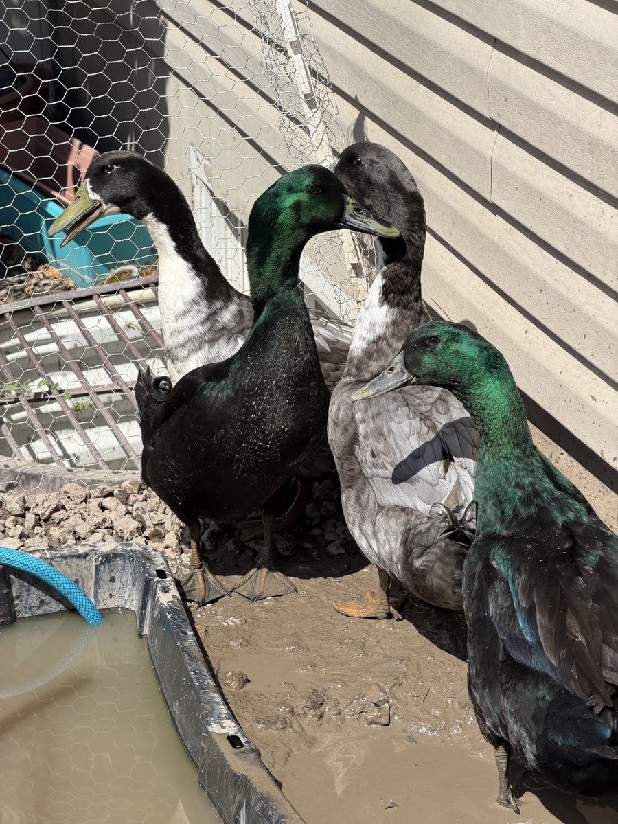 4 ducks for free